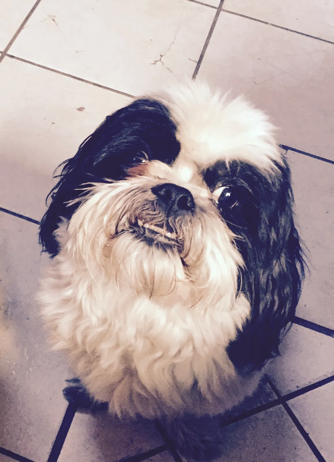 Lost dog in Denver, CO, 80221