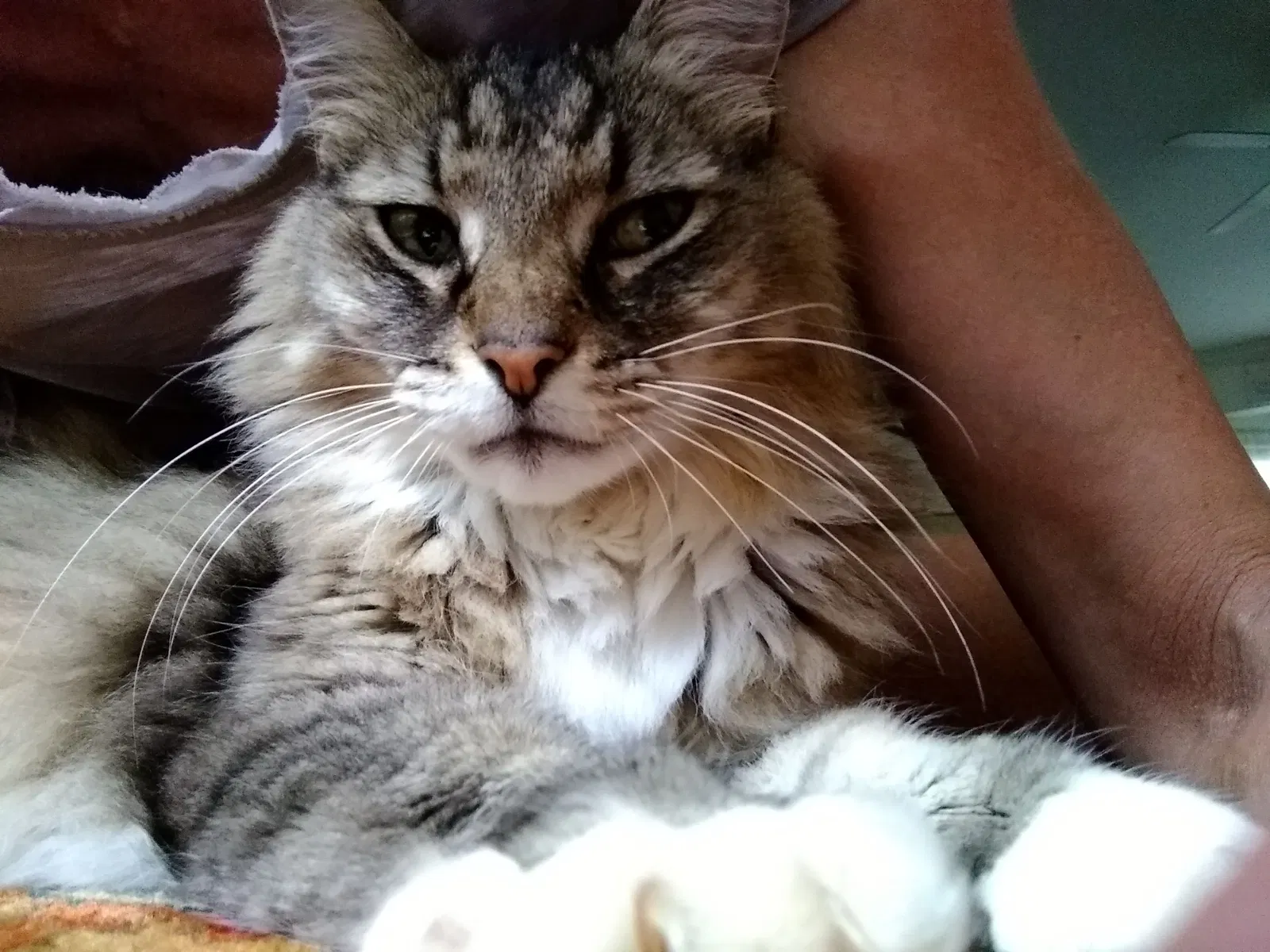 Lost cat in Decatur, GA, 30030