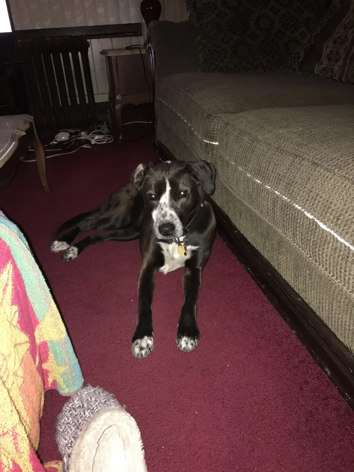 Lost dog in Detroit, MI, 48214