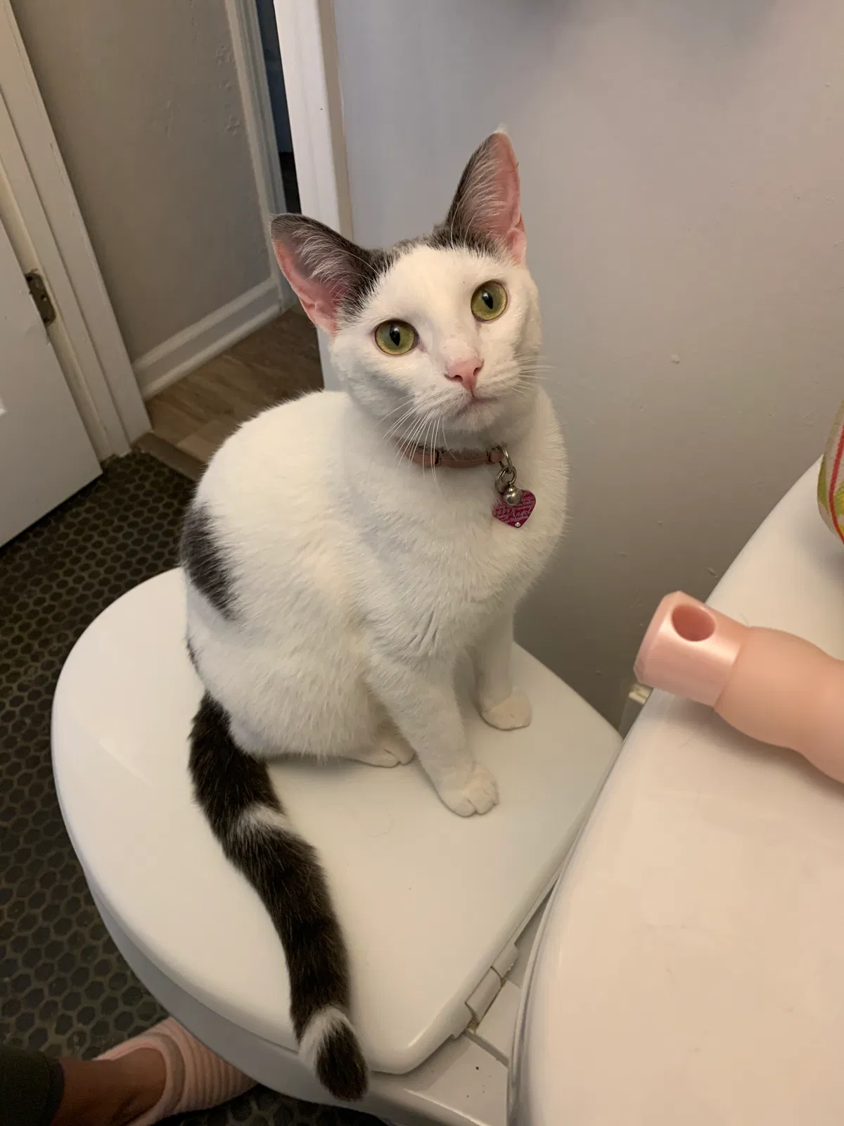Lost cat in Prairie Village, KS, 66208