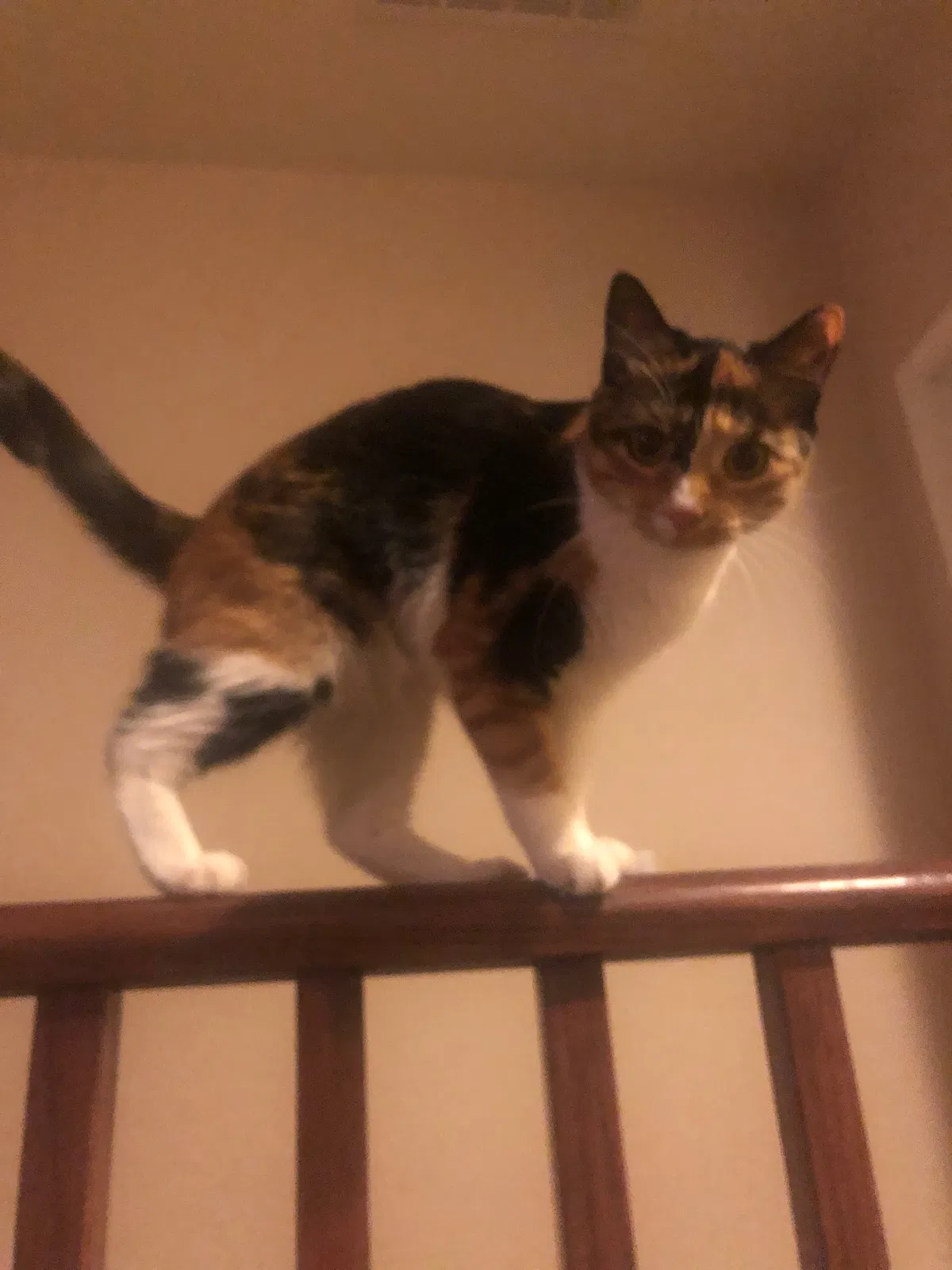Lost cat in Peoria, AZ, 85383