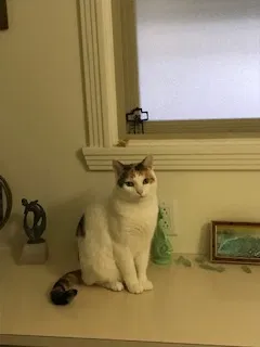 Lost cat in Oceanside, CA, 92057