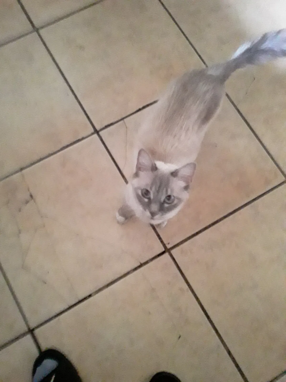 Found cat in Peoria, AZ, 85345