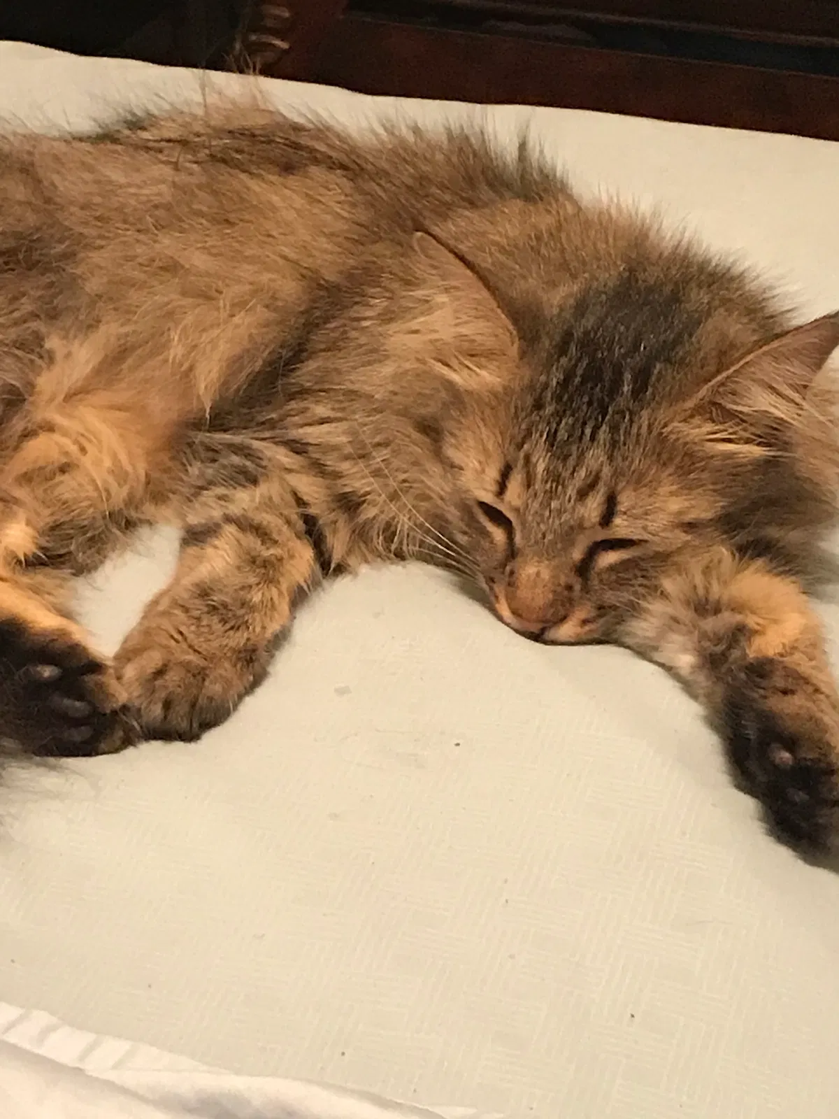 Lost cat in Cape Coral, FL, 33909