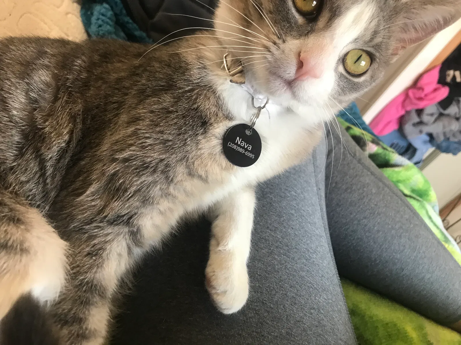 Lost cat in Garden City, ID, 83714
