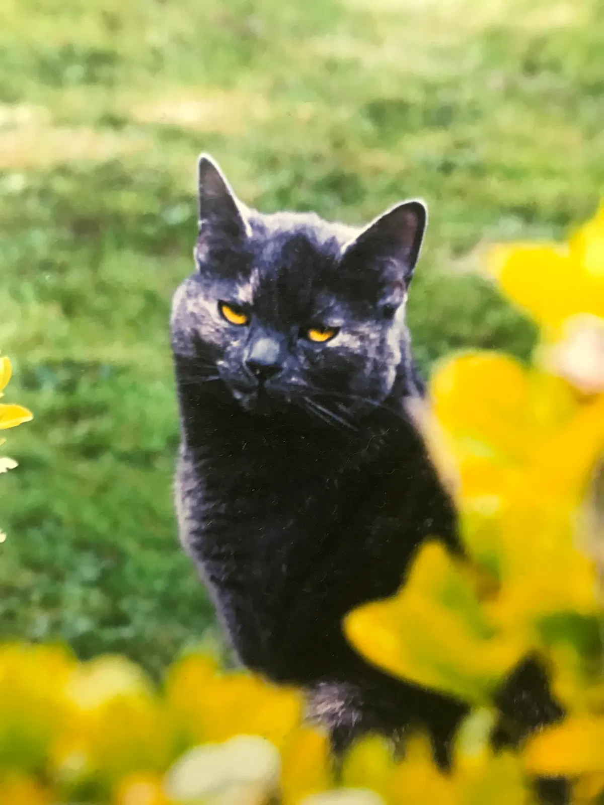 Lost cat in Chehalis, WA, 98532