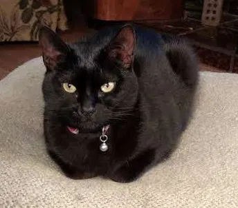 Lost cat in Albany, OR, 97321