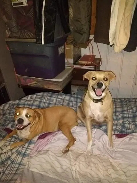 Lost dog in Frederick, OK, 73542