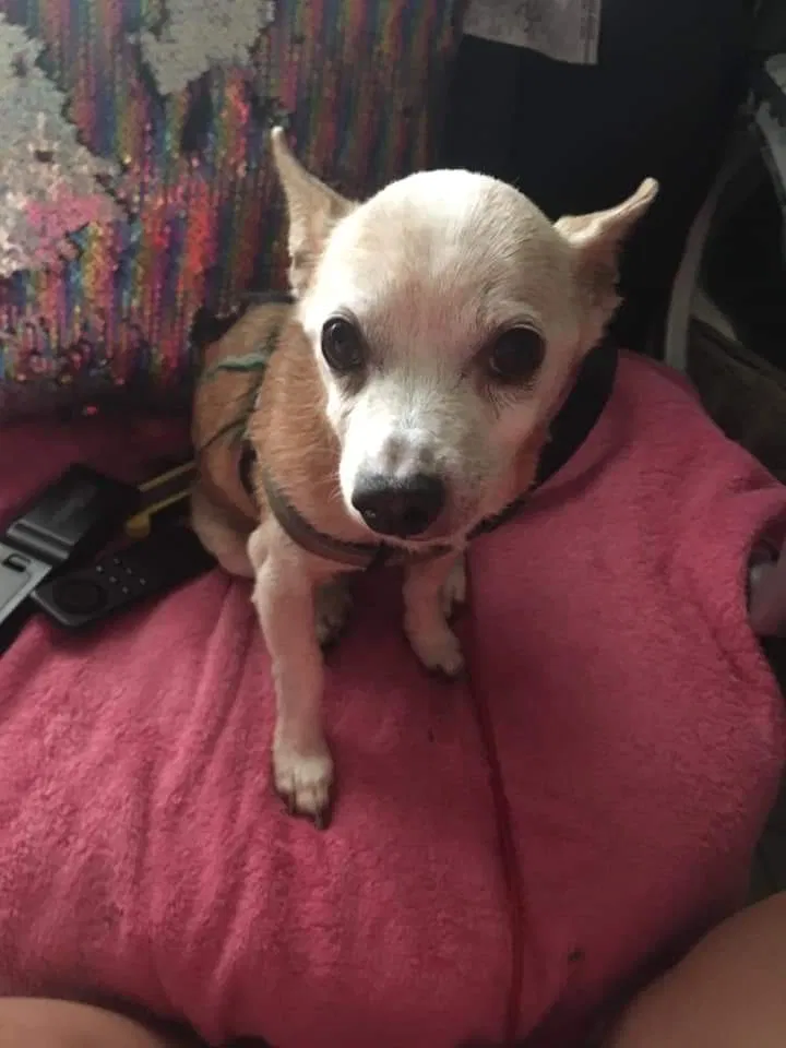 Lost dog in Deltona, FL, 32738