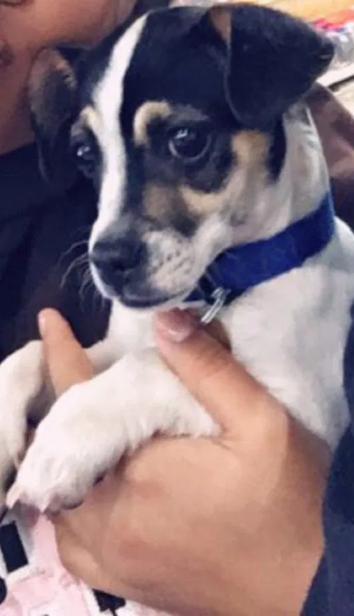 Lost dog in Denver, CO, 80239