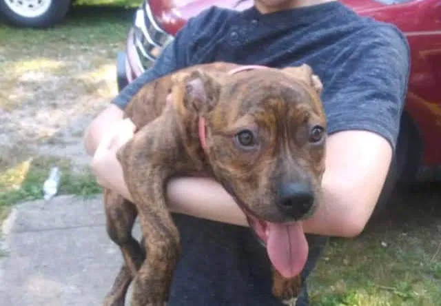 Lost dog in Louisville, KY, 40219