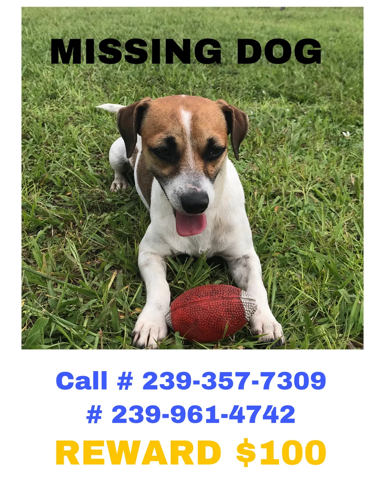 Lost dog in Immokalee, FL, 34142
