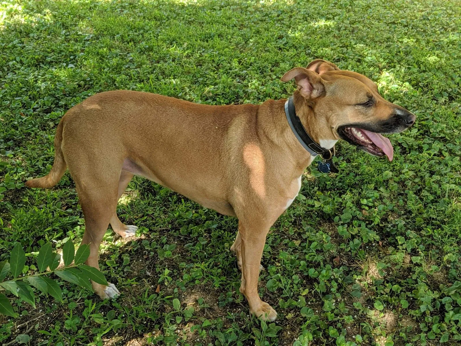 Lost dog in Burtonsville, MD, 20866