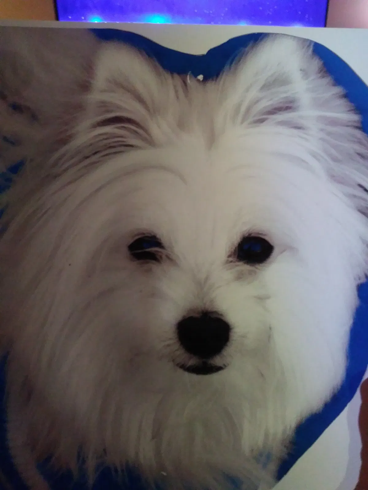 Lost dog in Hudson, FL, 34669