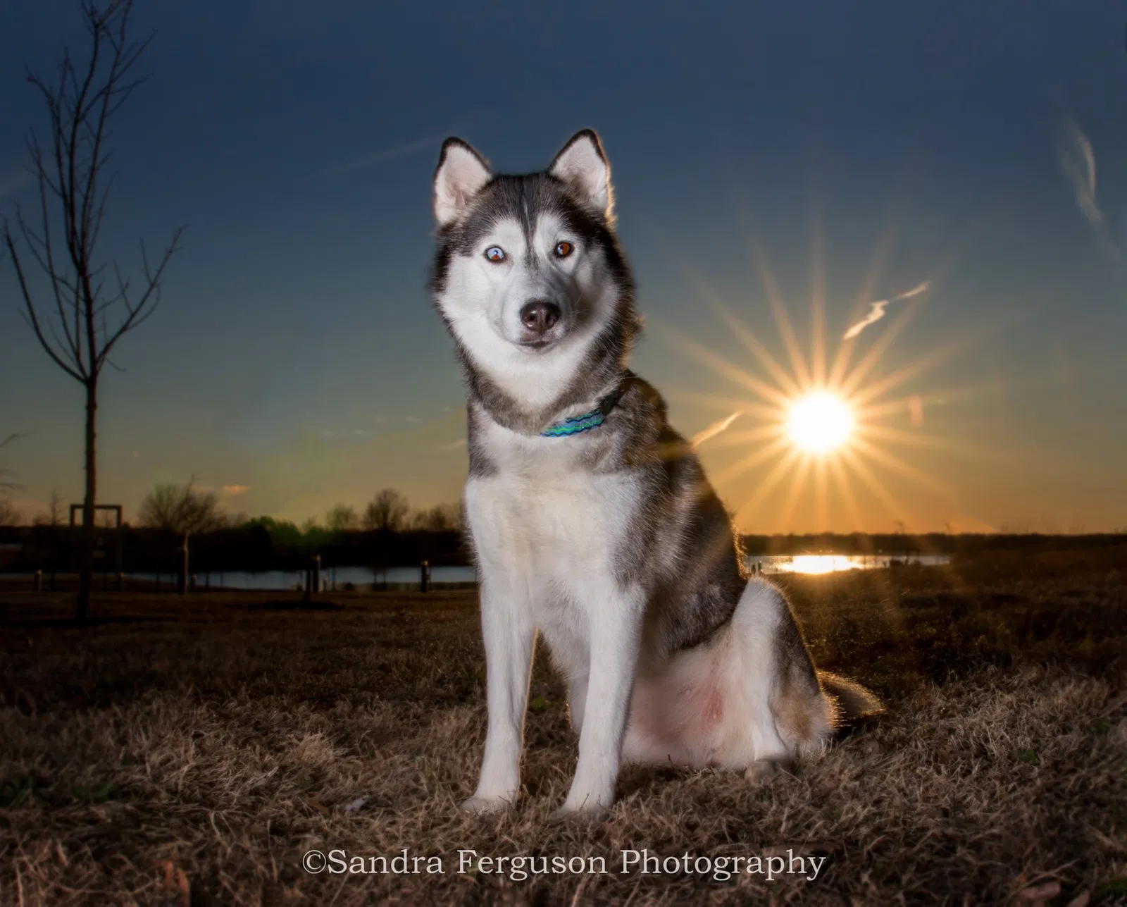Lost dog in Cordova, TN, 38016