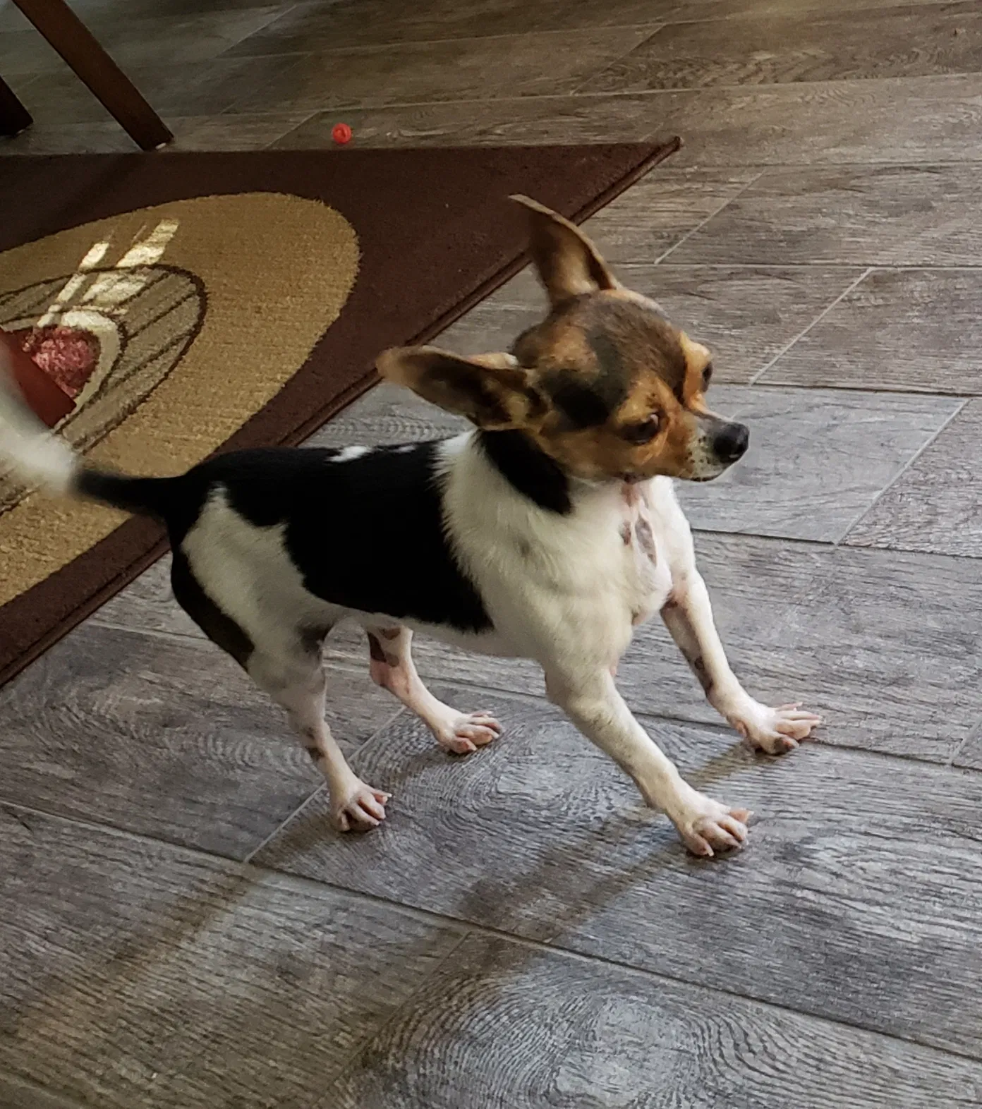 Lost dog in Springdale, AR, 72762