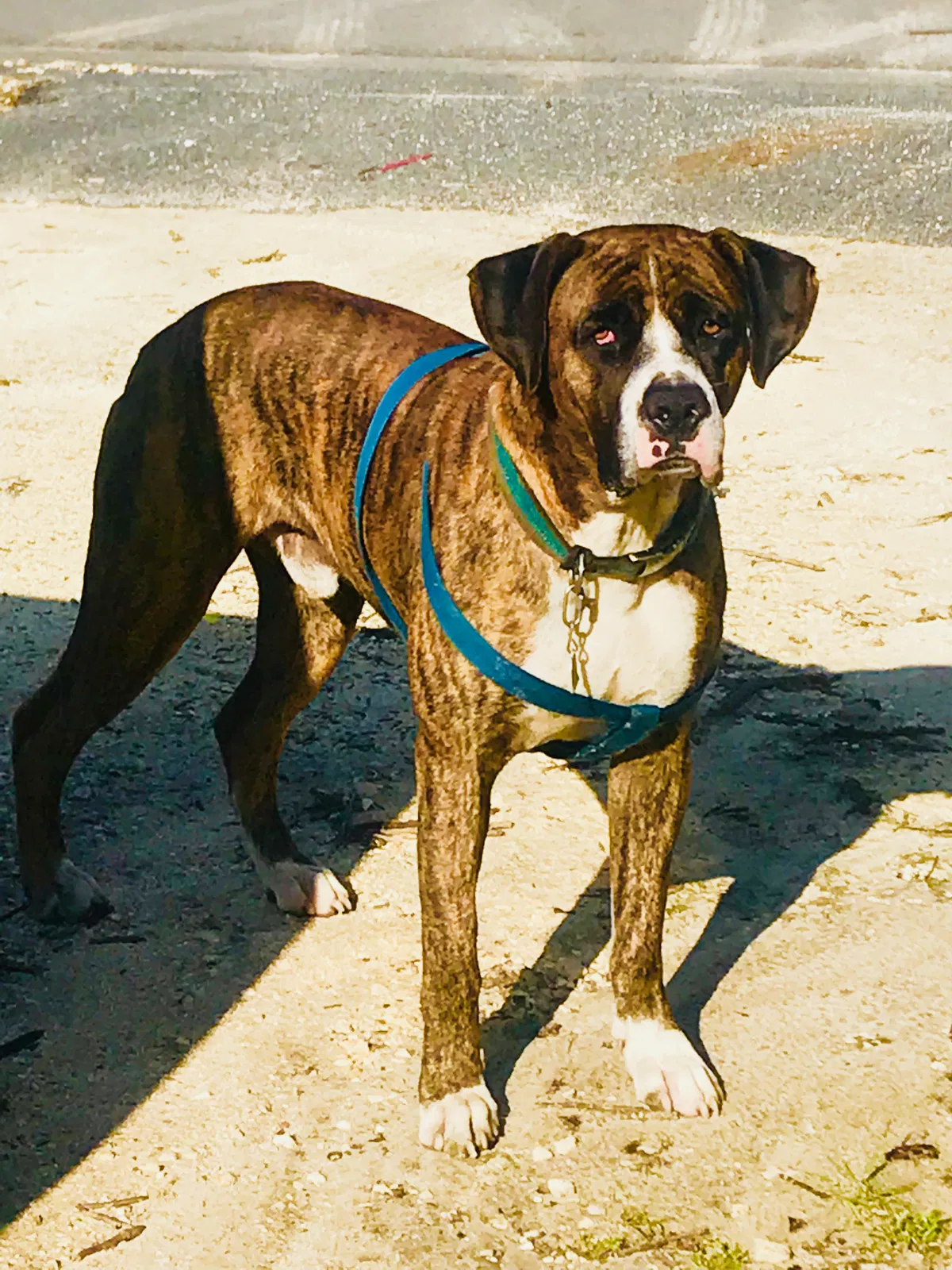 Missing Dog