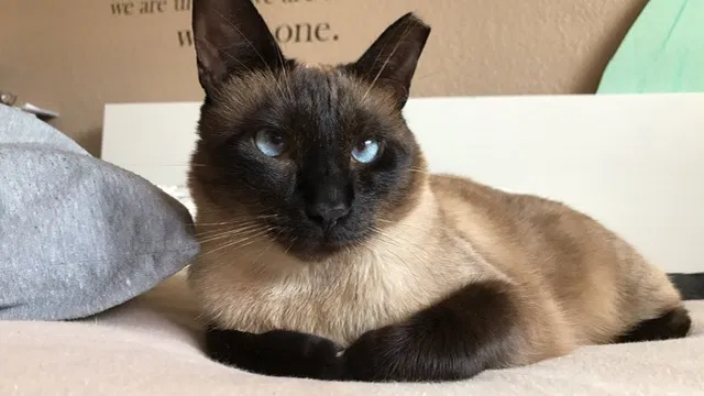Lost cat in Gilroy, CA, 95020