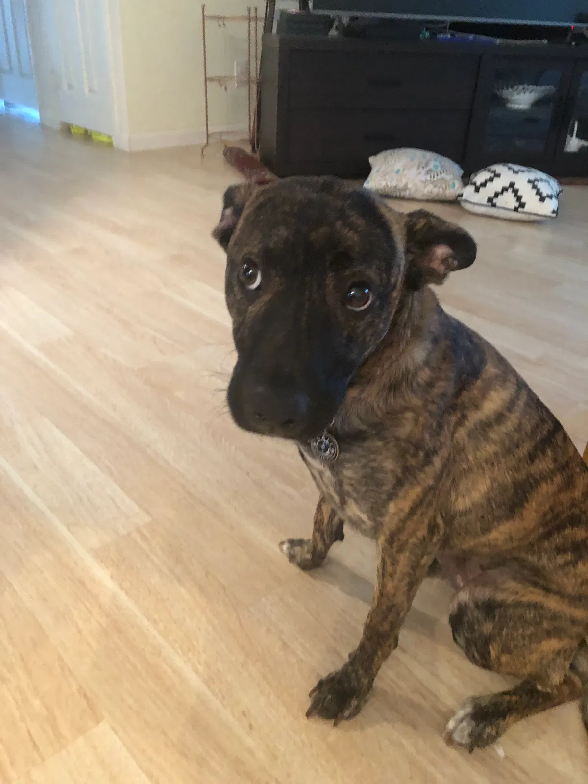 Lost dog in Marietta, PA, 17547