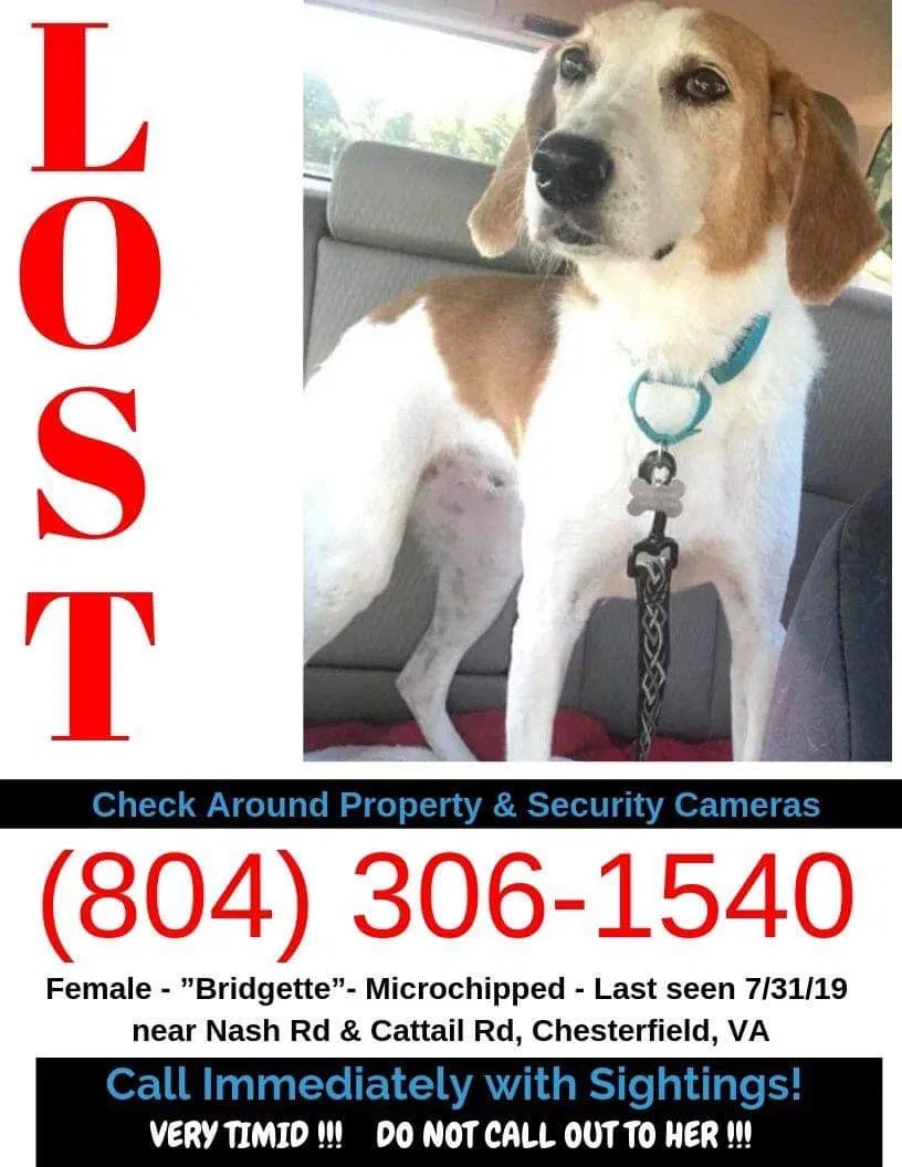 Lost dog in Chesterfield, VA, 23838