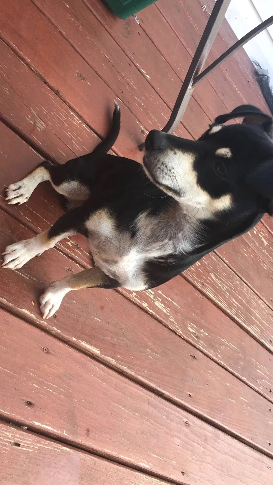 Lost dog in Stafford, VA, 22554