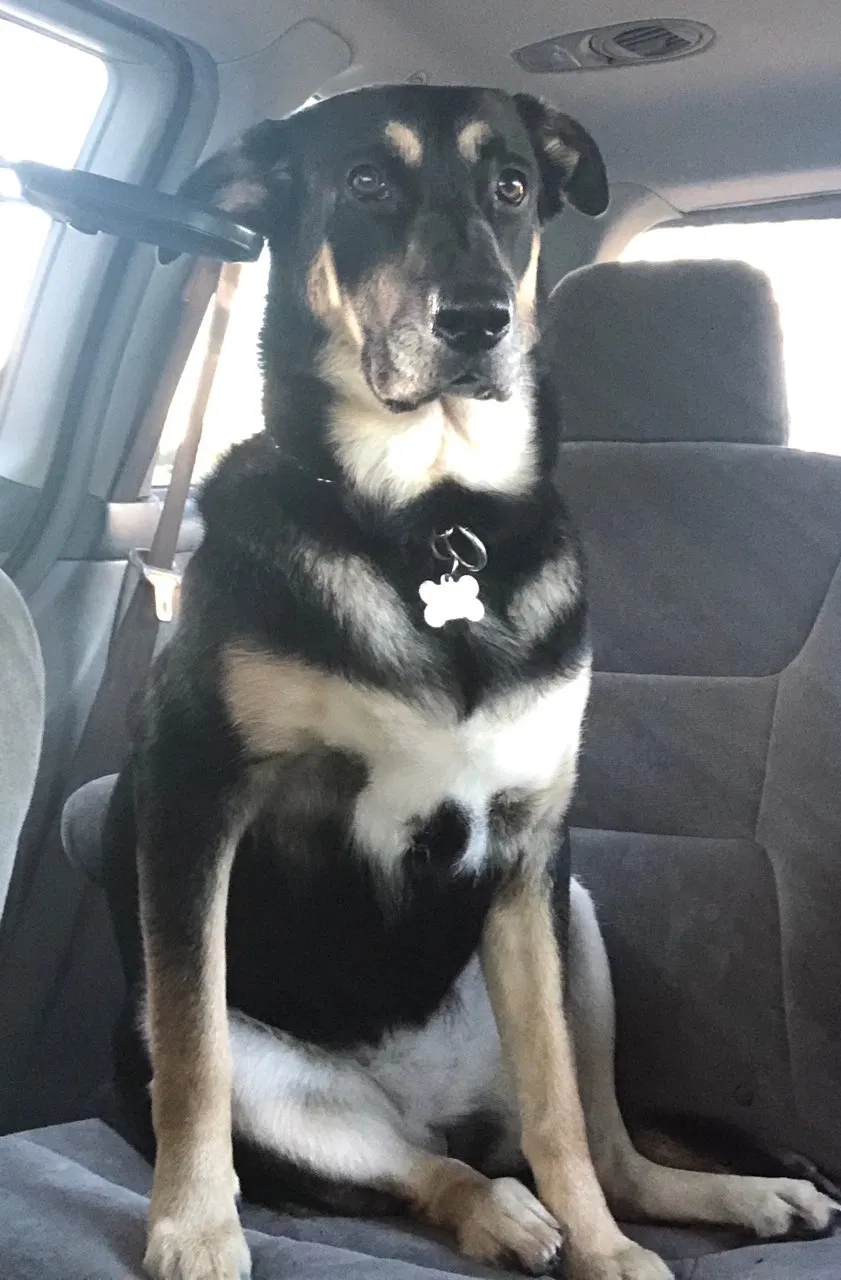 Lost dog in Miami, FL, 33176