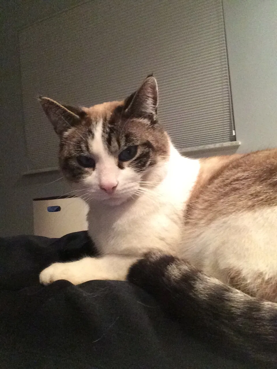 Lost cat in Pickerington, OH, 43147