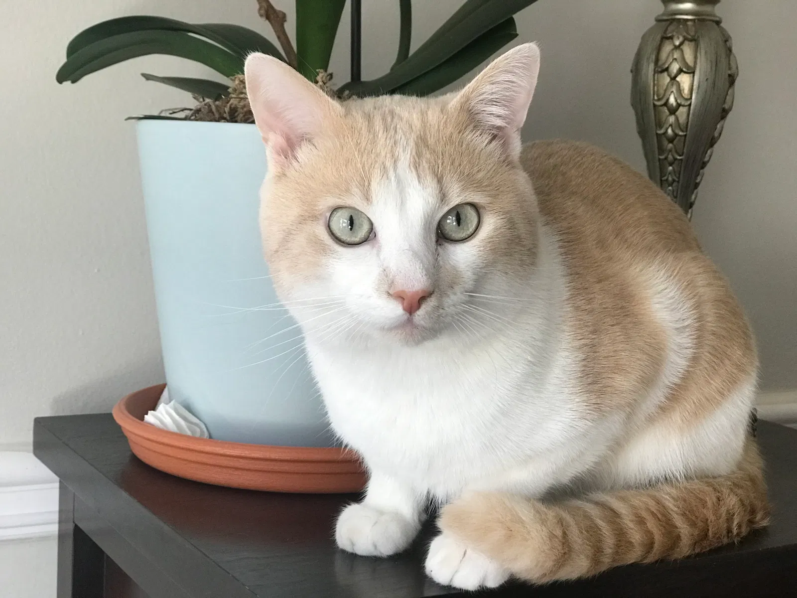 Lost cat in Lawrenceville, GA, 30043