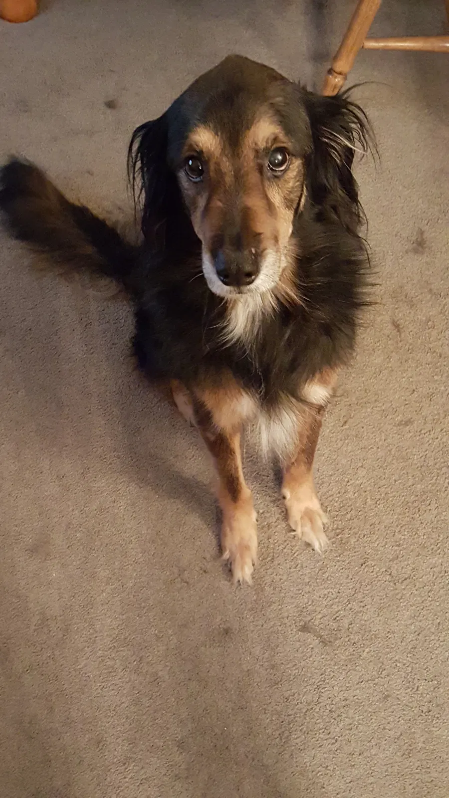 Lost dog in Groveport, OH, 43125