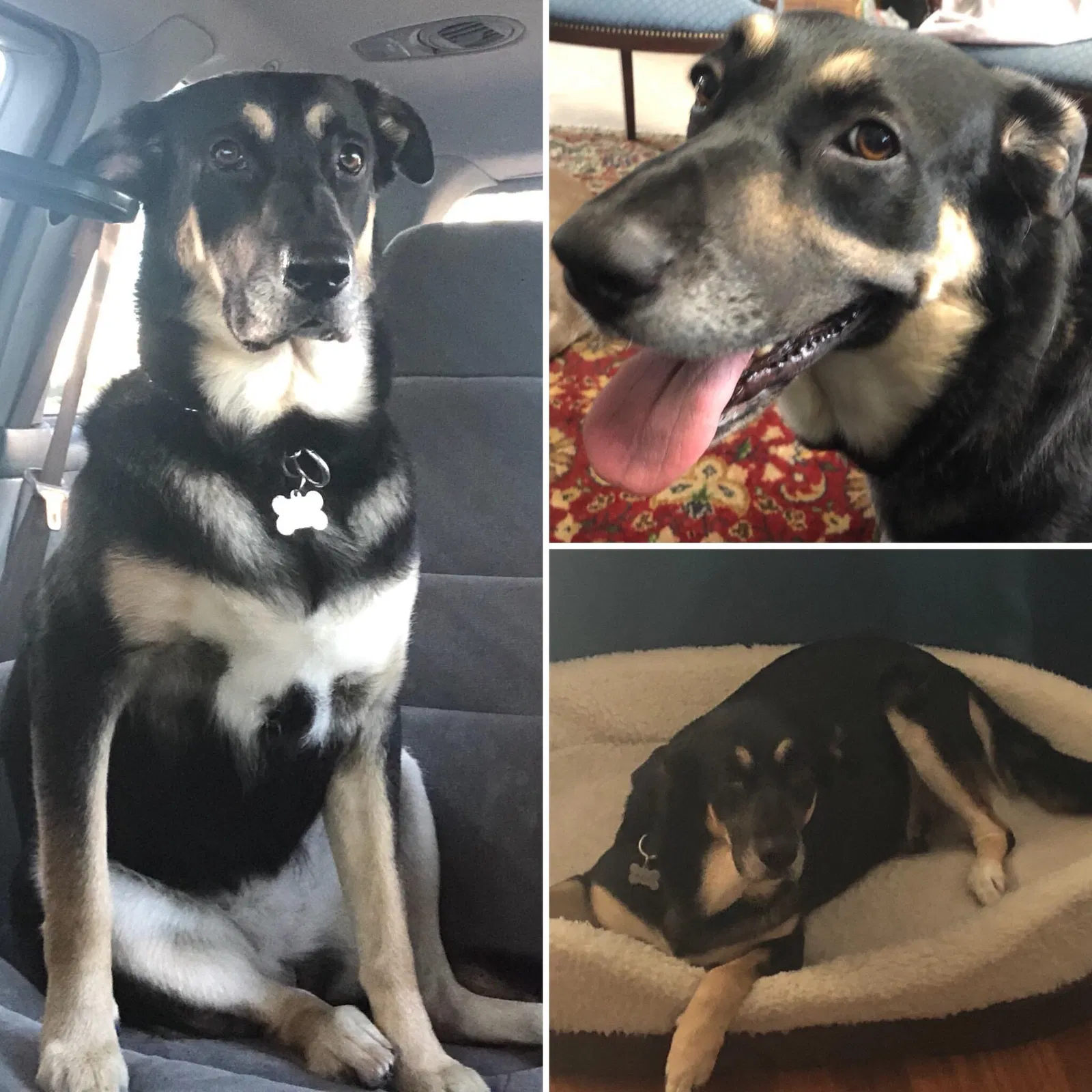 Lost dog in Miami, FL, 33176