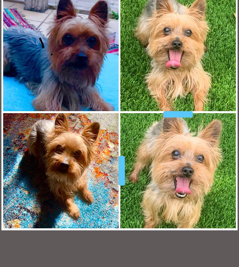 Lost dog in Fort Lauderdale, FL, 33309
