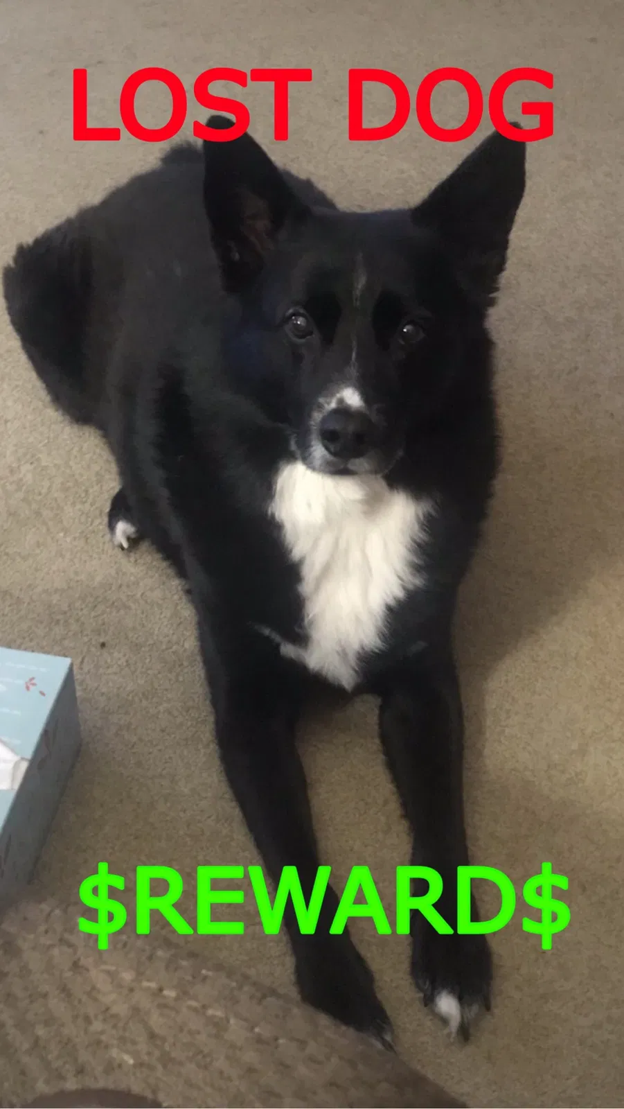 Lost dog in Columbus, OH, 43085