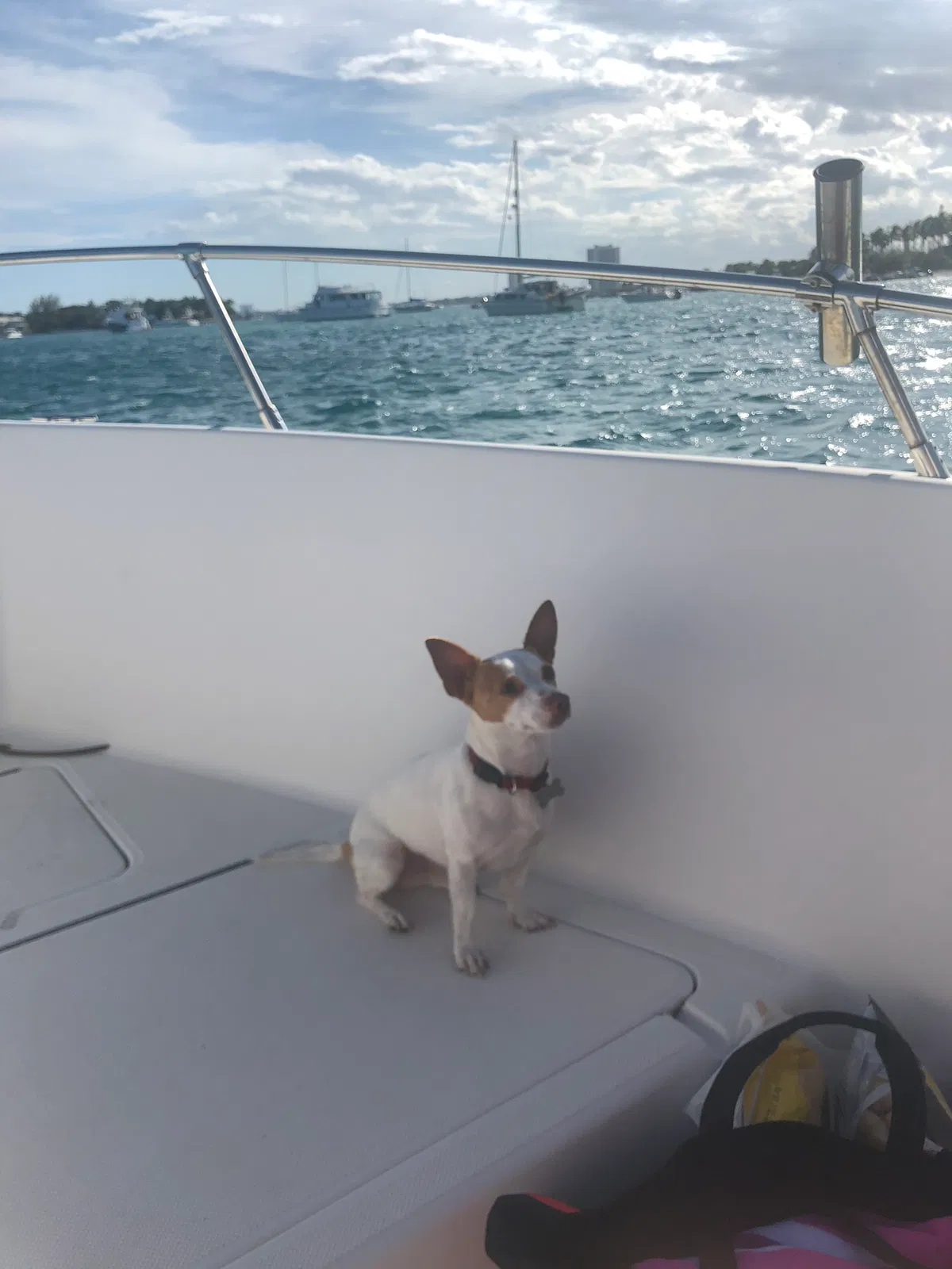 Lost dog in West Palm Beach, FL, 33415