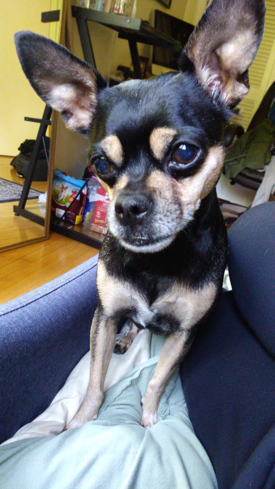 Lost dog in Lexington, SC, 29071