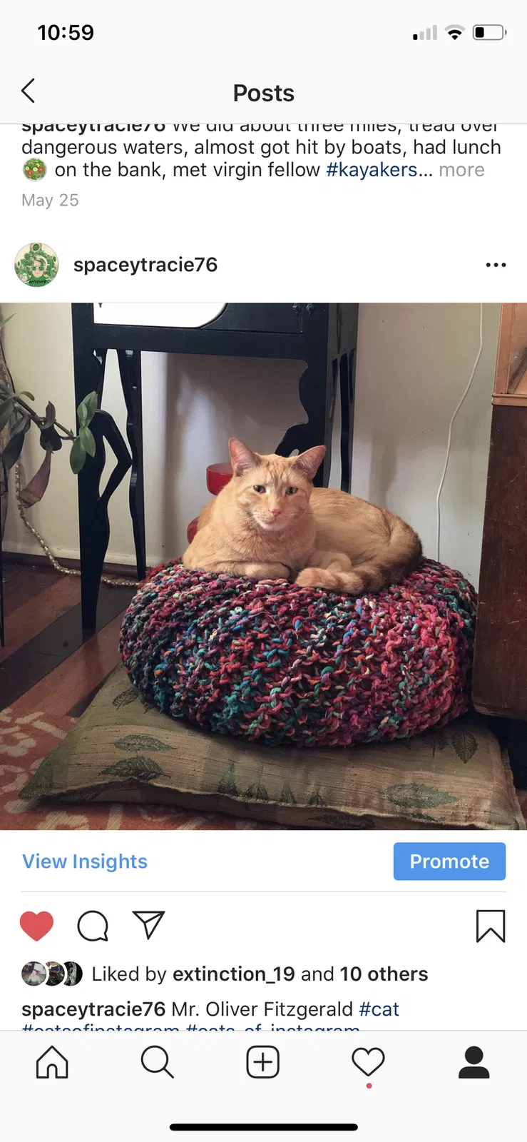 Lost cat in Westerville, OH, 43081