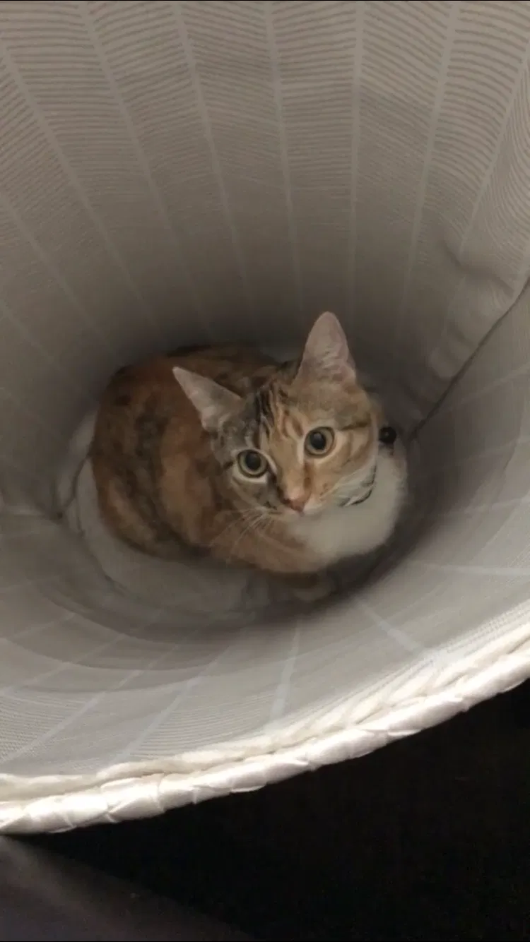 Lost cat in Denison, TX, 75020