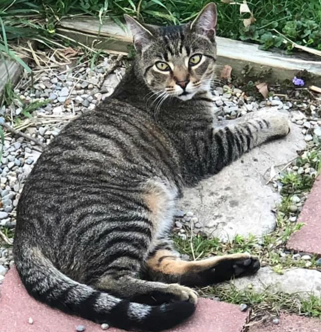 Lost cat in Westerville, OH, 43081