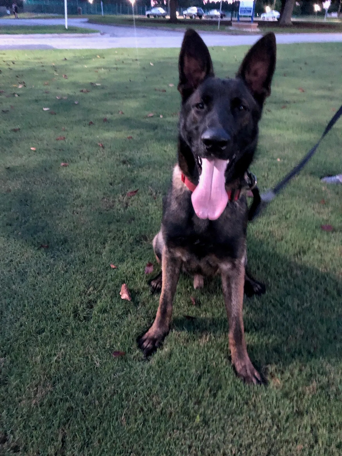 Lost dog in Gainesville, GA, 30507