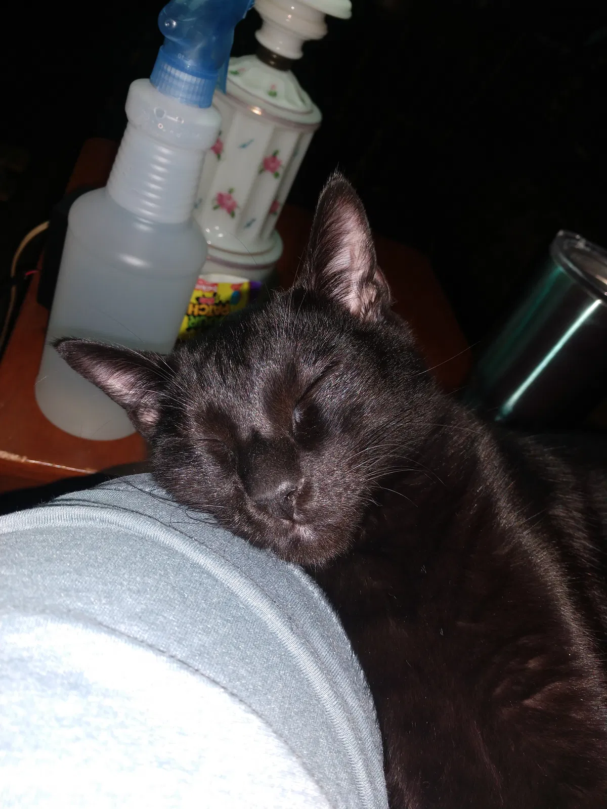 Lost cat in Cleburne, TX, 76031