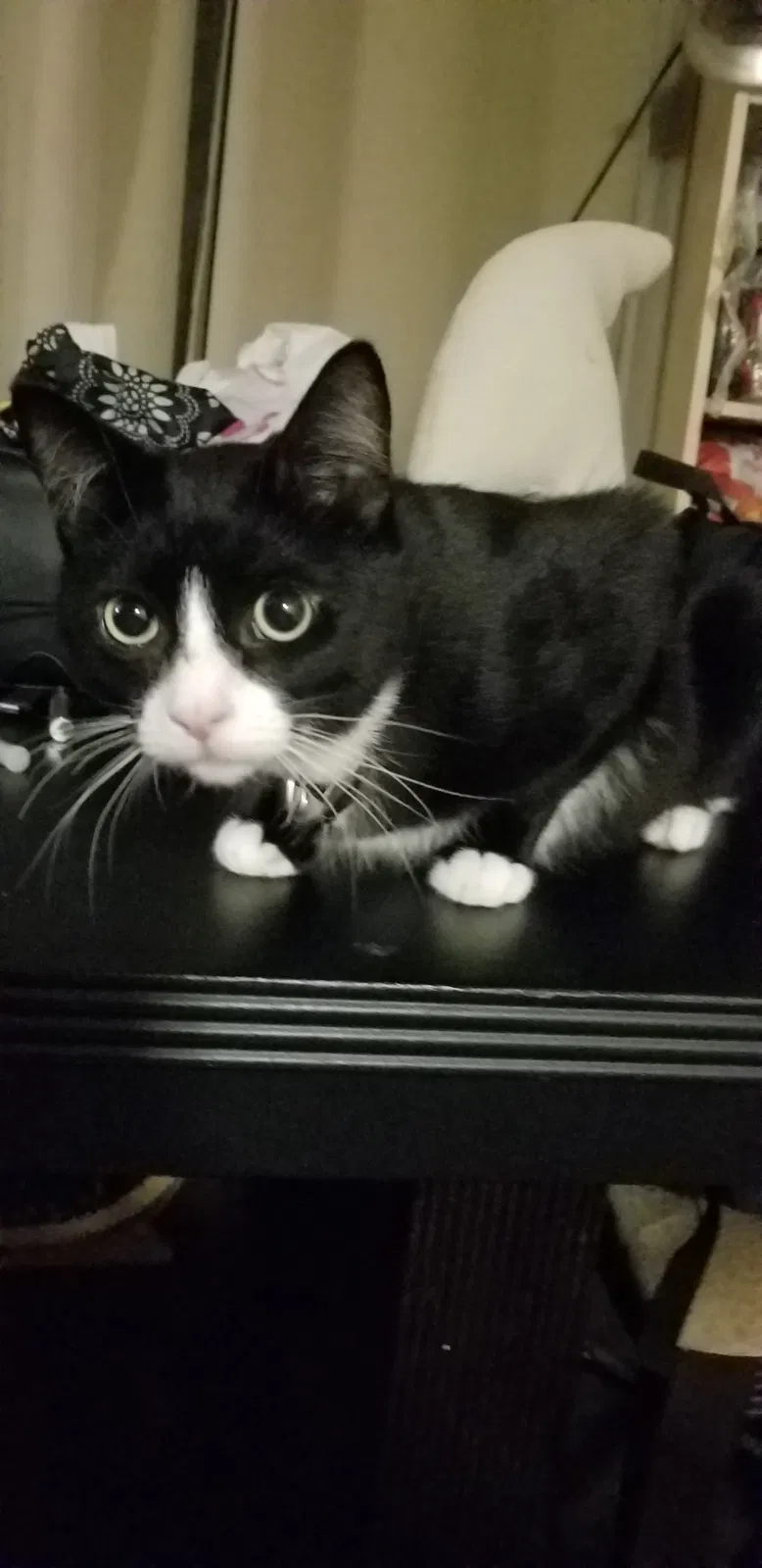 Lost cat in San Diego, CA, 92102