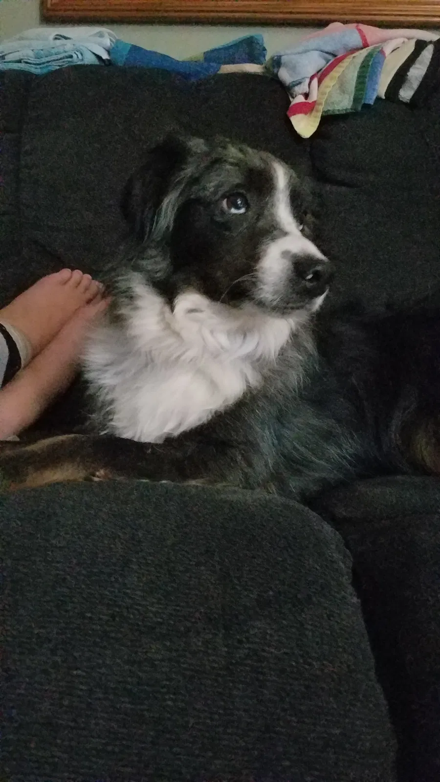 Lost dog in Lincoln, NE, 68507