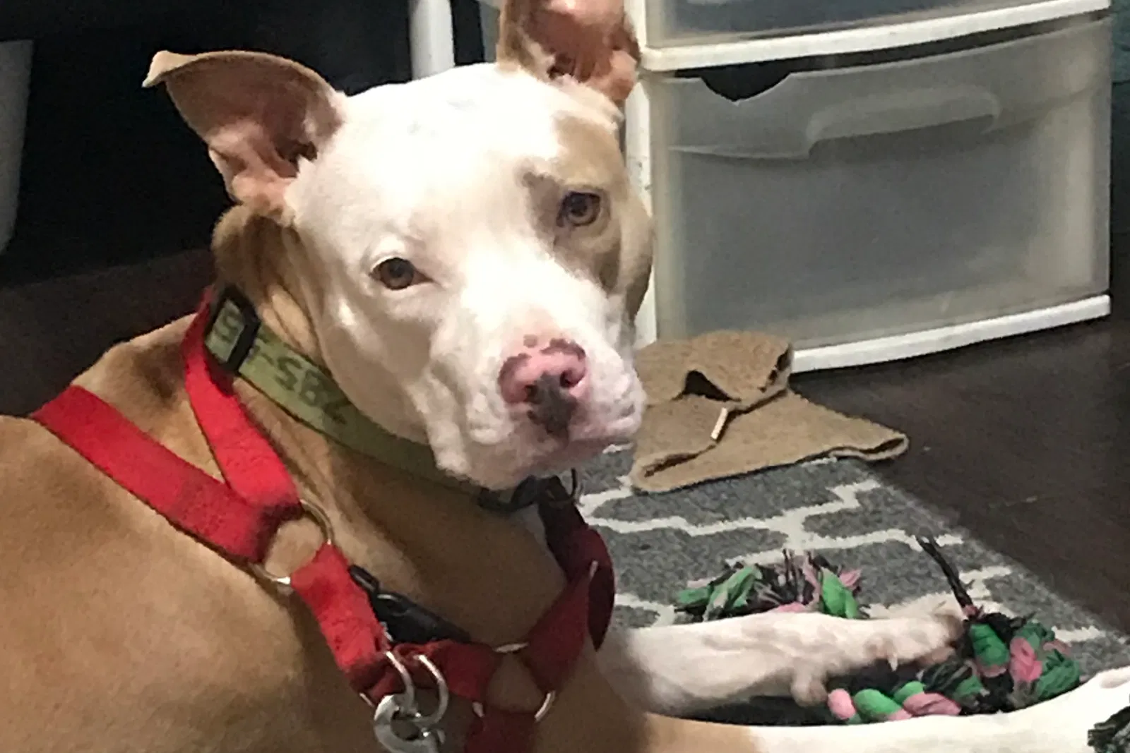 Lost dog in Daytona Beach, FL, 32114