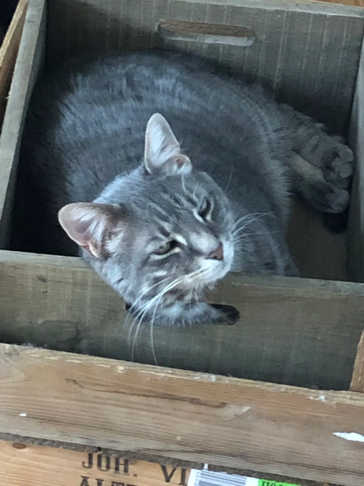 Lost cat in Dublin, OH, 43016