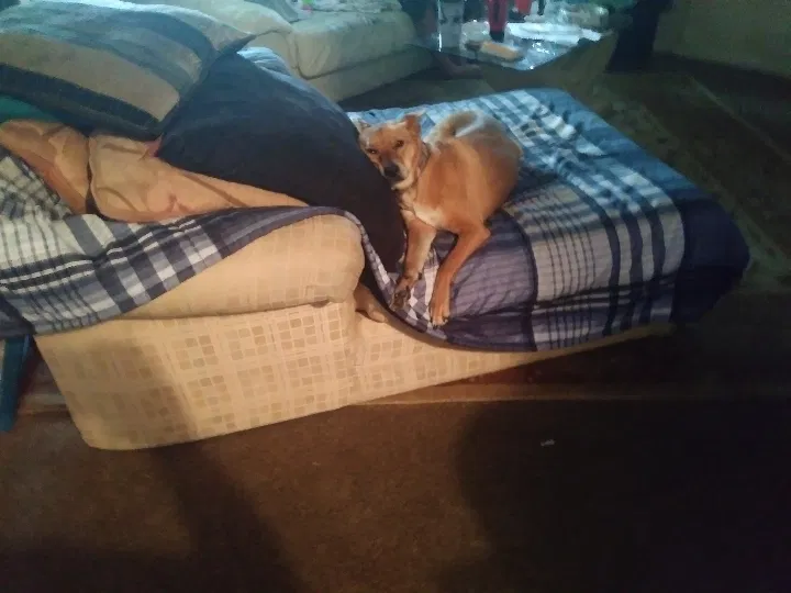 Lost dog in Corpus Christi, TX, 78413
