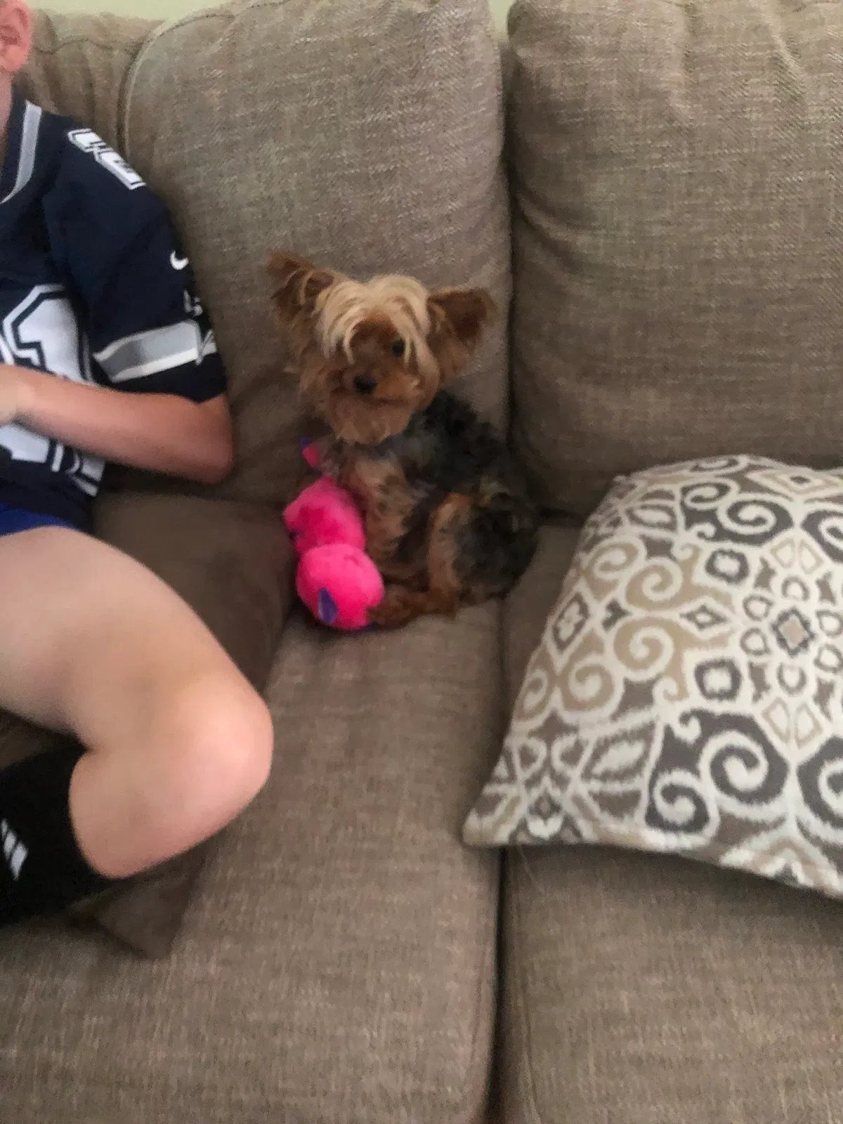 Lost dog in Sherwood, AR, 72120