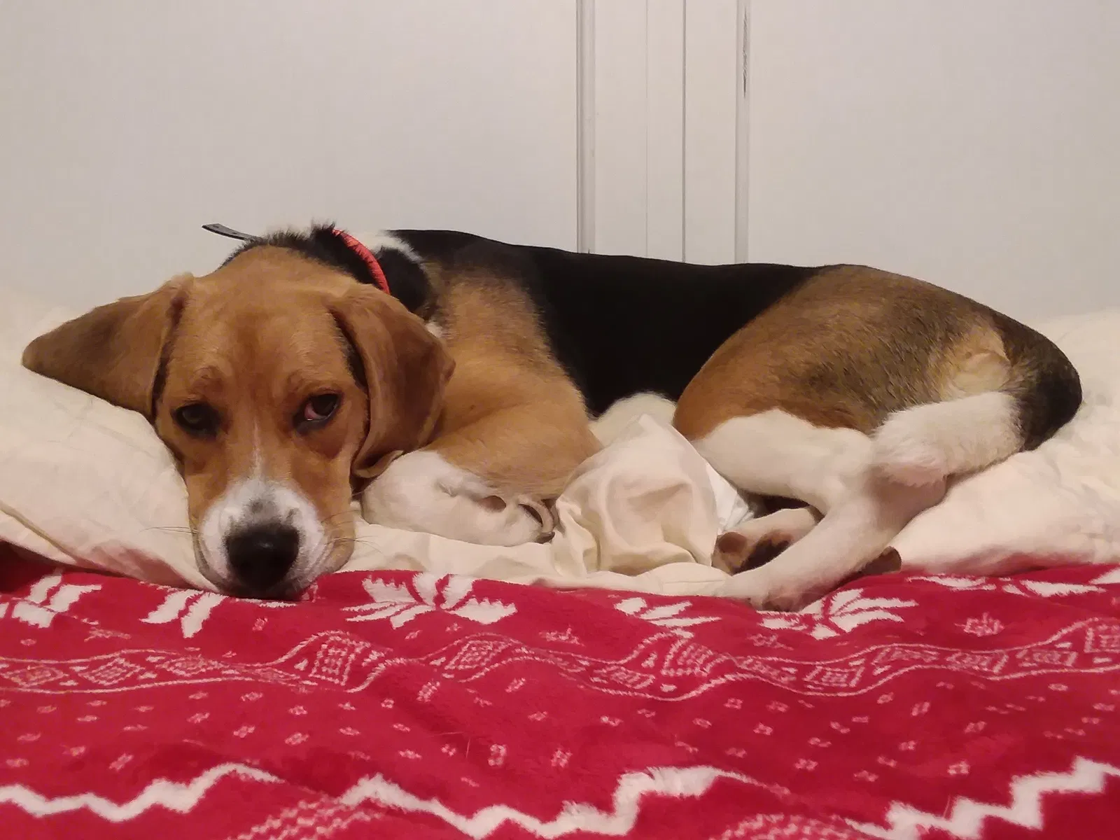 Lost dog in Cabot, AR, 72023