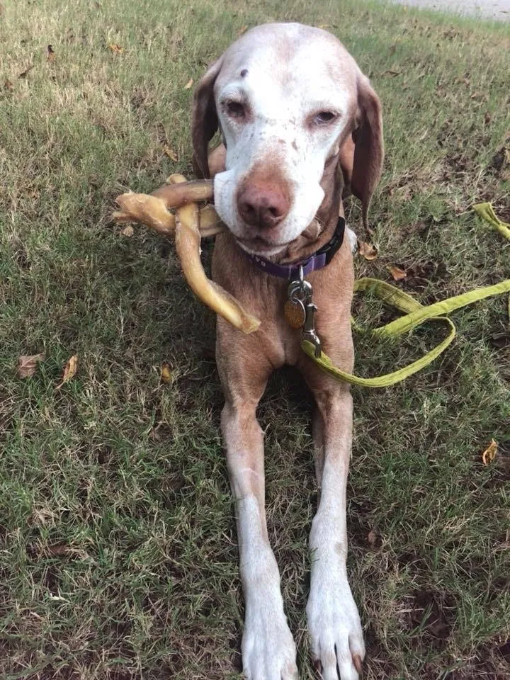 Lost dog in Smyrna, GA, 30082