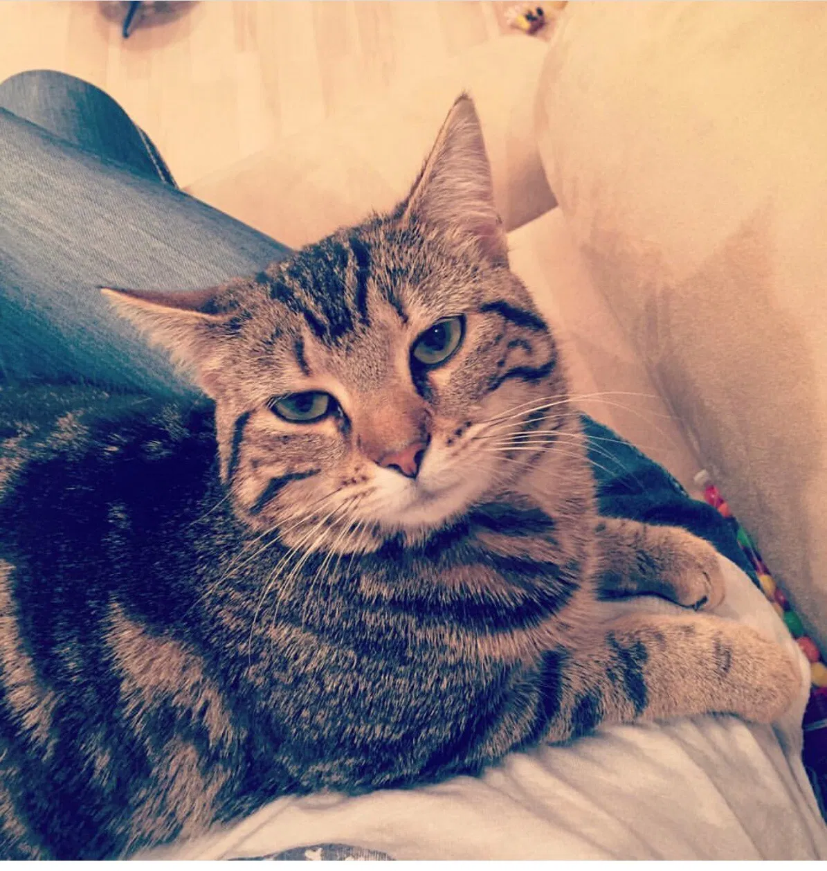 Lost cat in Sevierville, TN, 37862