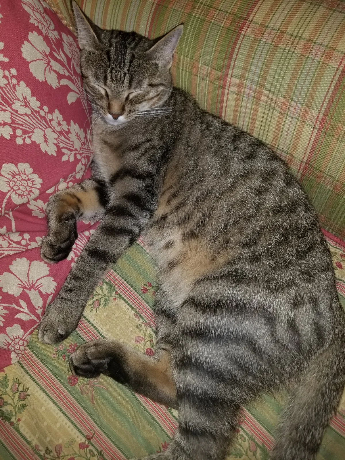 Lost cat in Florence, AL, 35633
