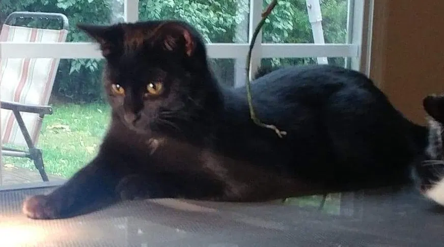 Lost cat in Indianapolis, IN, 46202